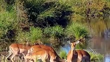 Crocodile Ambush Antelope Drinking Water Moments