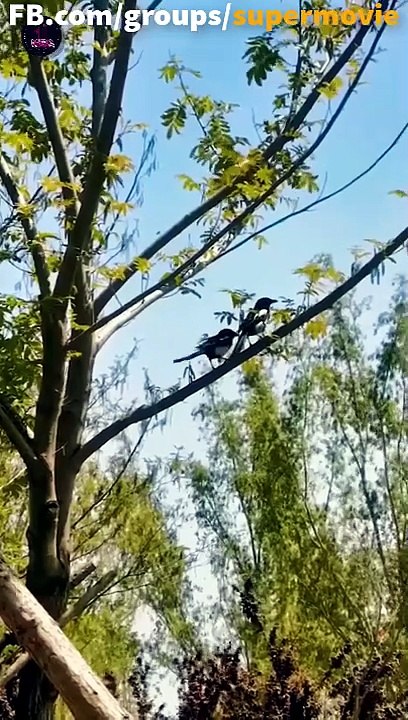 Ihr Herz auf Rache setzen Volle Folge | Ganzer Film Deutsch