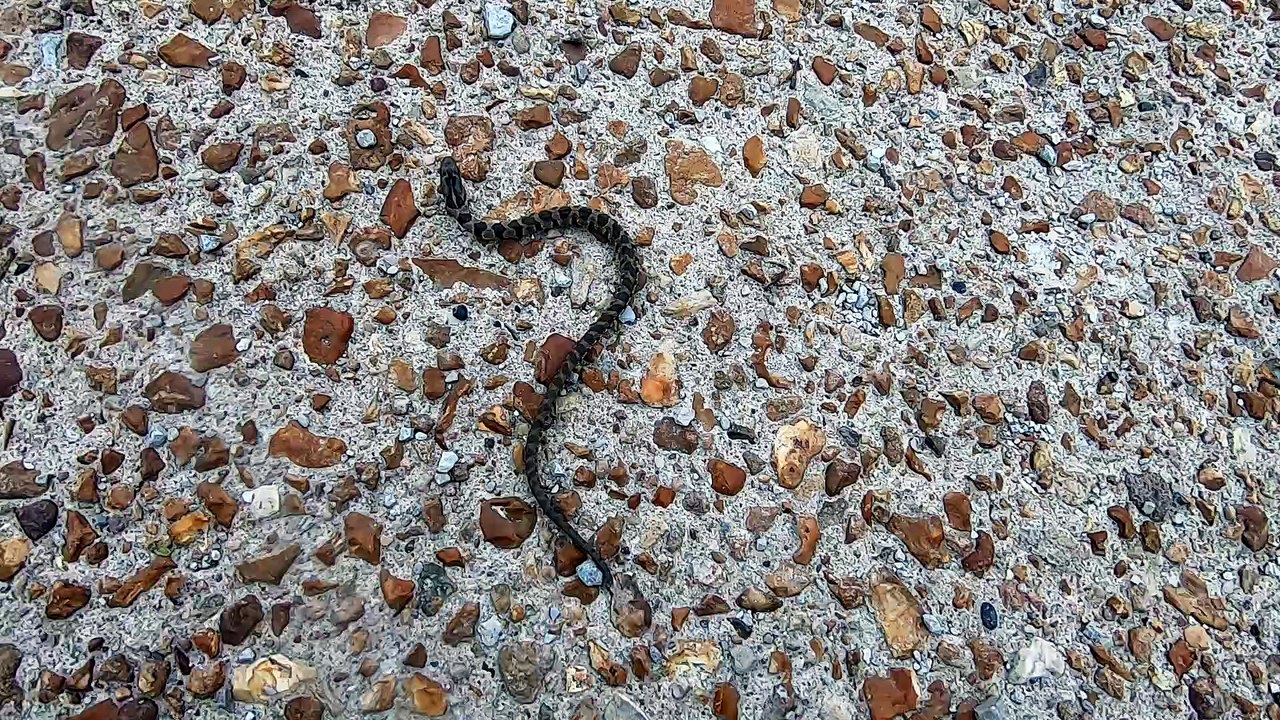 What Kind of Snake is it? (1/5) (please read video description)