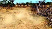 ELEPHAN VS LION2 FINISH