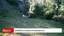 Tekirdağ'da 3 karaca fotokapanla görüntülendi