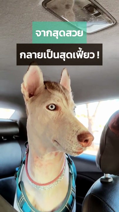ไซบีเรียน ฮัสกี้ กับทรงผมหน้าร้อนก็เฟี้ยวสุดไปเลย