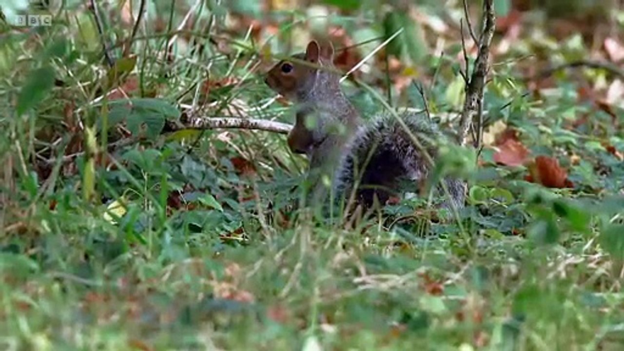 Winterwatch Winterwatch in Wales S01E05 Next Generation