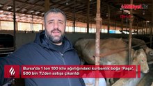 Kurban pazarının devi: Fiyatı duyanlar iki kere bakıyor: Neredeyse bir araba fiyatı'