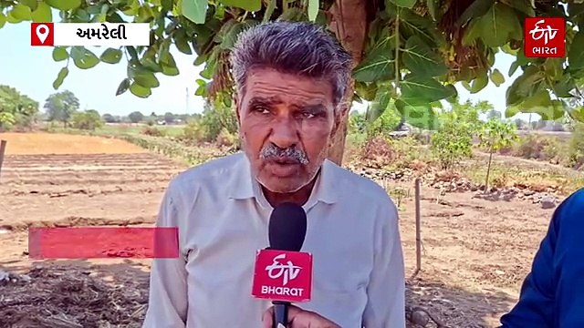 સ્થાનિક સ્વરાજ્યની ચૂંટણી 2026: અમરેલી જિલ્લાની કૃષ્ણગઢ તાલુકા પંચાયત સીટ આ વખતે કોણ જીતશે?