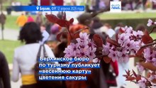 В Берлине начался сезон цветения сакуры