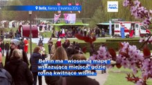 Festiwal Kwitnącej Wiśni w Berlinie przyciąga tej wiosny wielu turystów