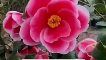 Add Timeless Beauty with Sadaharu Oh Camellia Flower