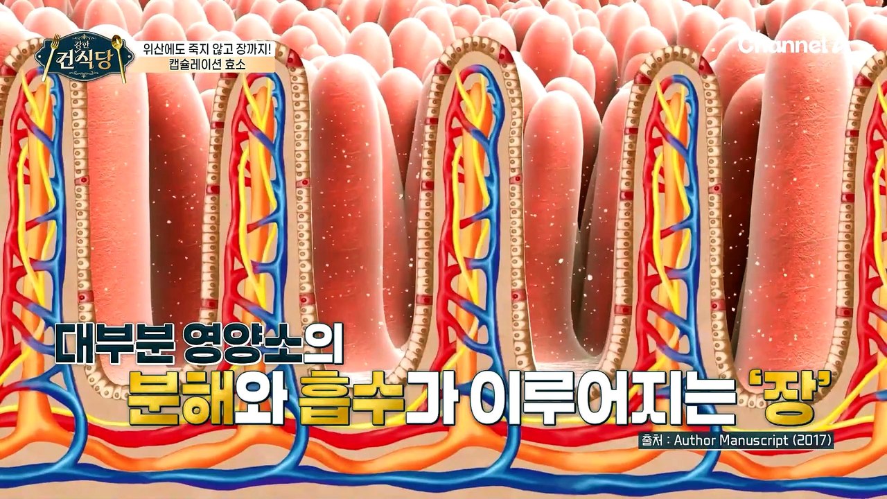 강력한 위산을 넘어 장까지 도달한다?! 소화 돕는 '캡슐레이션 효소'!