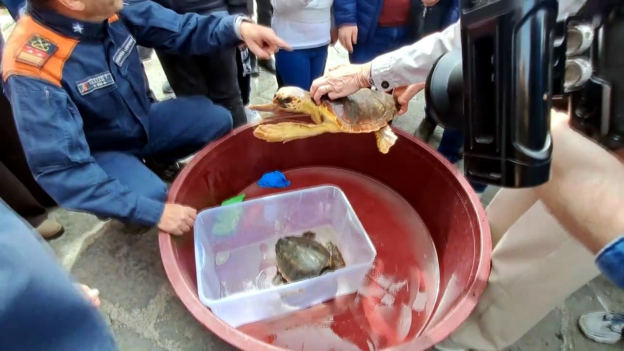 Giornata del mare, liberate due tartarughe