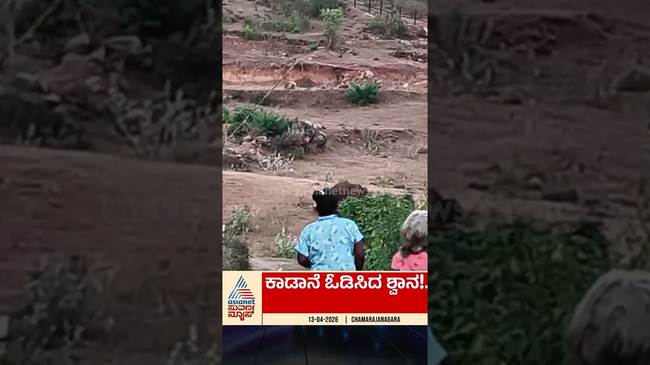 ಶ್ವಾನದ ಧೈರ್ಯಕ್ಕೆ ಕಾಡಾನೆಯೇ ಶಾಕ್! #wildelephant #dogbravery #kannadanews #viralvideo