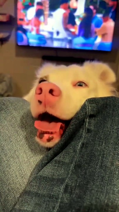 Dogs that definitely understand english