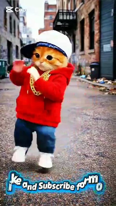 Cool ai cat dancing cute cat dancing