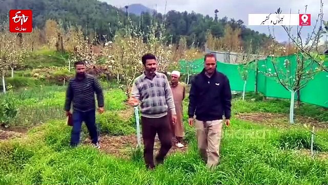 ترال میں میوہ باغات کو بچانے کے لیے ہارٹیکلچر محکمہ سرگرم