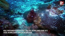 Wissenschaftler entdecken: Ältestes Oktopus-Fossil war eigentlich eine Täuschung