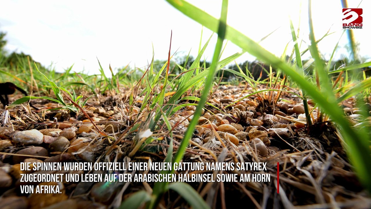 Neue Vogelspinne mit 'massiven' männlichen Merkmalen entdeckt