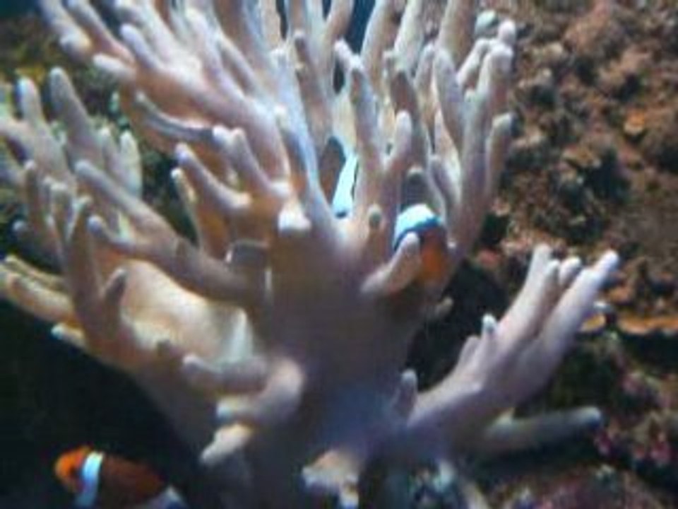 poissons clowns, dans un coraux mous