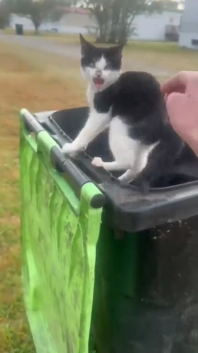 The Ultimate "Scaredy Cat" Compilation 2026