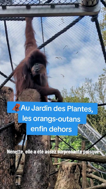 Au Jardin des Plantes, les orangs-outans enfin dehors
