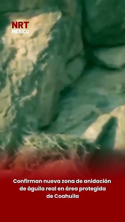 🦅🌿 La Comisión Nacional de Áreas Naturales Protegidas (CONANP) confirmó el hallazgo de una nueva zona de anidación del águila real en el ejido Piedritas, dentro de un área natural protegida de Coahuila.