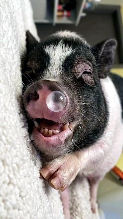 #BGMI #BattlegroundsMobileIndia #ProGameplay #GamingCommunity #Esports #GamerLife #ContentCreator #TacticalGaming #Sniper #FacebookGaming #ReelsIndia