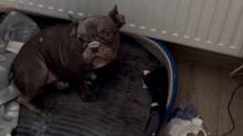 Dog Shows How Messy Fun Beats Even The Best Crepe Recipes