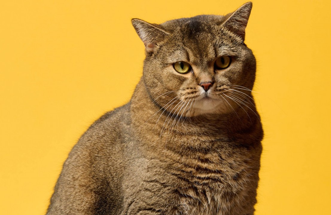 Staff 'screaming' after overhearing boss' incredibly awkward chat with his cat