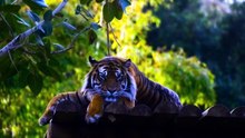 Vida Selvagem 🌎🦁 | O Ritmo da Natureza em Sua Forma Mais Pura