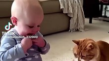 Katzen in Panik