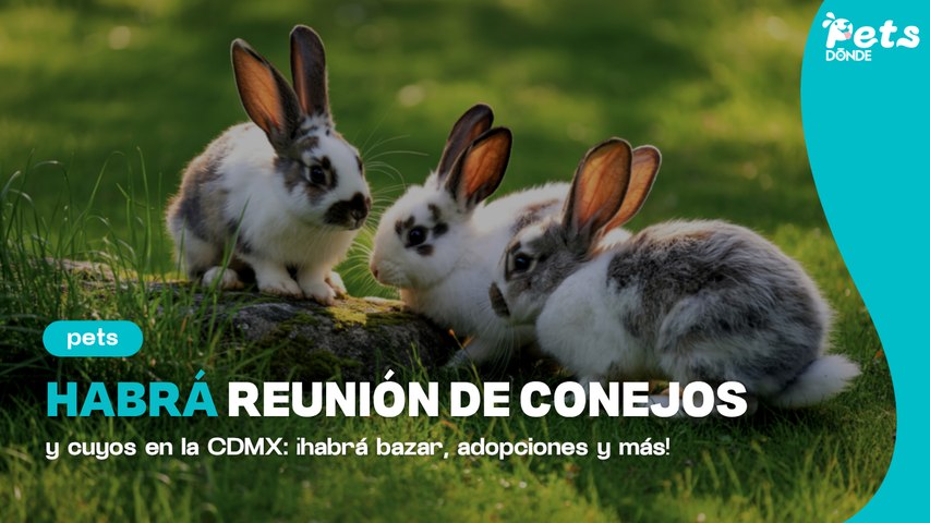 Reunión de conejos y cuyos en CDMX: evento pet friendly
