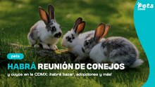 Reunión de conejos y cuyos en CDMX: evento pet friendly