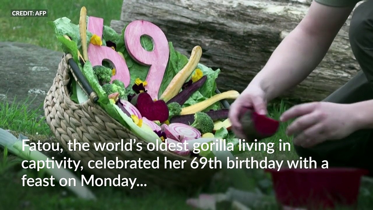 Apey birthday to Fatou, the world’s oldest gorilla turns 69