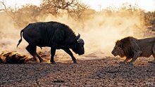 Buffalo vs Lion Defense Scene