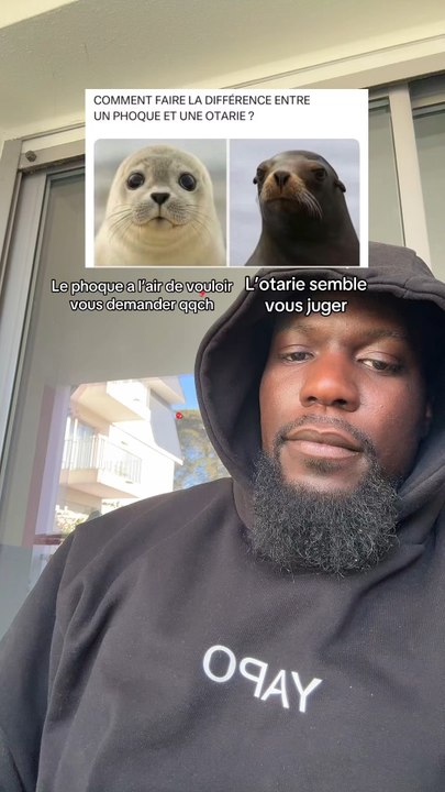 Si tu veux faire la différence entre le phoque...