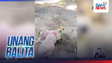 Magkaibigang aso at baboy, kinagigiliwan ng netizens | Unang Balita