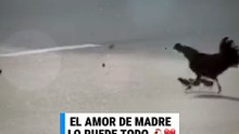 Mamá gallina arriesga su vida para proteger a sus pollitos en plena avenida 🐔