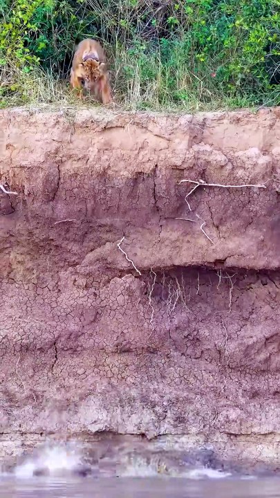 Brutal Savanna Wildlife Survival Battles