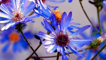 Video test Fiori