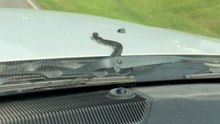 Black snake emerges from car hood and explores the area