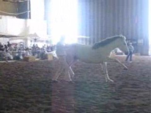 Trot espagnol avec fabrice Peskens et sa jument Habanera