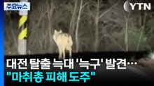 대전 탈출 늑대 '늑구' 발견..."마취총 피해 도주" / YTN