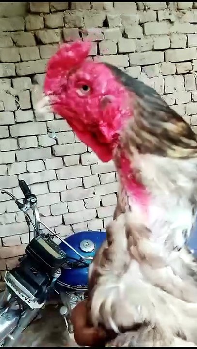 Bird training, feeding & care tips
