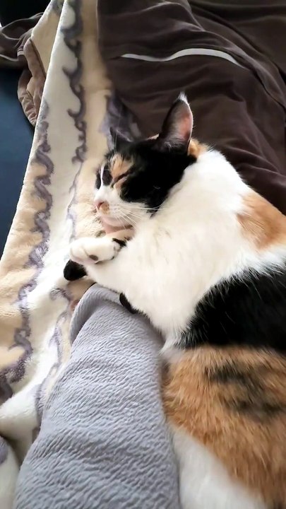 The Cutest Sleep Ever While Getting Love 🥺🐾