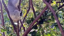 Koala sound