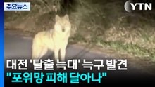 대전 탈출 늑대 '늑구' 발견..."포위망 피해 달아나" / YTN