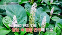 막혀있던 콧물을 뻥! 뚫어준다? 비염 개선에 도움 주는 삼백초 추출물