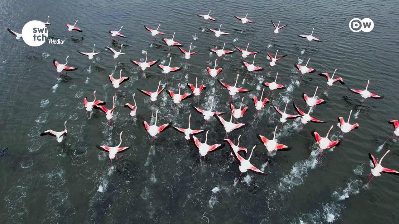 Ocean dead zones and nature-inspired shade design - DW's Tomorrow Today