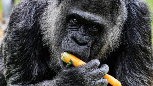 Il gorilla più anziano del mondo festeggia il compleanno allo zoo di Berlino