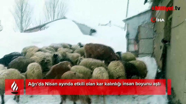 Nisan ayında insan boyu kar! Kentte şaşkına çeviren manzara
