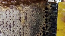 Experience the delight of honey harvesting!